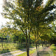 Acer rubrum 350-400 cm Cocoskluit meerstammig