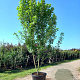 Acer rubrum 400-450 cm cont. 180L meerstammig