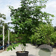 Acer rufinerve 300-350 cm cont. 180L meerstammig