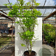 Acer shirasawanum 'Jordan' 250-300 cm cont. 70L meerstammig