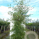 Alnus glutinosa 'Imperialis' 250-300 cm cont. 150L meerstammig