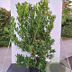 Arbutus unedo 'Atlantic' 175-200 cm 45L meerstammig