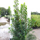 Arbutus unedo 200-250 cm 45L meerstammig