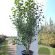 Betula albosin. 'Fascination' 250-300 cm cont. 90L meerstammig