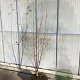 Betula utilis 'Doorenbos' 200-250 cm 45L meerstammig