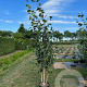 Betula utilis 'Doorenbos' 200-250 cm 45L meerstammig