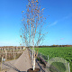 Betula utilis 'Doorenbos' 300-350 cm cont. 150L meerstammig