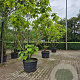 Catalpa bignonioides 'Aurea' 250-300 cm cont. 150L meerstammig