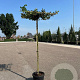 Carpinus betulus 10-12 cm 35L dakvorm