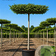 Carpinus betulus 12-14 HO 45L dakvorm