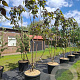 Catalpa erubescens 'Purpurea' 250-300 cm cont. 150L meerstammig