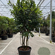 Camellia j. 'Kramer's Supreme' 250-300 cm cont. 150L meerstammig