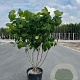 Calycanthus chinensis 200-250 cm cont. 55L meerstammig