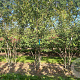 Carpinus japonica 300-350 cm cont. 150L meerstammig