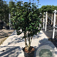 Camellia 'Snow Girl' 175-200 cm 45L meerstammig