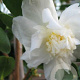 Camellia 'Snow Girl' 175-200 cm 45L meerstammig