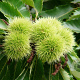 Castanea sat. 'Maraval' 16-18 HO Cocoskluit