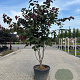 Cercis can. 'Forest Pansy' 300-350 cm cont. 150L meerstammig