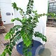 Cercis chinensis 'Shirobana' 200-250 cm 45L meerstammig