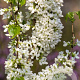 Cercis chinensis 'Shirobana' 200-250 cm 45L meerstammig