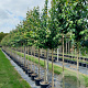 Cercidiphyllum japonicum 12-14 HO 45L