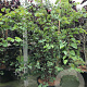 Cercis siliquastrum 200-250 cm cont. 110L meerstammig