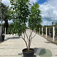 Chitalpa tashk. Summer Bells 250-300 cm cont. 150L meerstammig