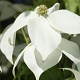 Cornus k. 'Claudia' 250-300 cm cont. 70L meerstammig