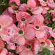 Cornus Stellar Pink 200-250 cm cont. 110L meerstammig