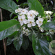 Crataegus lavalleei 250-300 cm cont. 150L meerstammig
