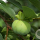 Diospyros kaki 'Tipo' 16-18 HO cont. 70L