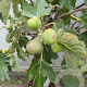 Ficus car. 'Portogallo' 18-20 HA cont. 90L