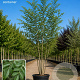 Fraxinus excelsior 300-350 cm cont. 150L meerstammig
