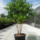 Heptacodium miconioides 250-300 cm cont. 150L meerstammig