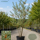 Hippophae rhamnoides 250-300 cm cont. 150L meerstammig