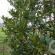Ilex koehneana 'Chestnut Leaf' 12-14 HO 45L