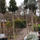 Ilex 'Nellie R. Stevens' 200-250 cm cont. 70L meerstammig