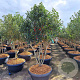 Ilex 'Nellie R. Stevens' 300-350 cm cont. 285L meerstammig