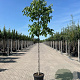 Juglans r. 'Broadview' 12-14 HO 45L