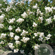Lagerstroemia i. 'Nivea' 250-300 cm cont. 130L meerstammig