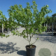 Liquidambar s. 'Worplesdon' 200-250 cm 45L meerstammig