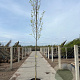 Liriodendron t. 'Aureomarginat.' 12-14 HO 45L