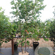 Liriodendron tulipifera 200-250 cm cont. 55L meerstammig
