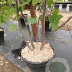 Liriodendron tulipifera 200-250 cm cont. 55L meerstammig