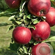 Malus d. 'Aroma' 12-14 HO 45L geveerd