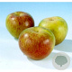 Malus d. 'Bloemeezoet' 12-14 HO 45L