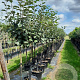 Malus d. 'Bramley's Seedling' 12-14 HA 35L