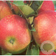 Malus d. 'Discovery' 12-14 HO 45L geveerd
