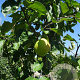 Malus d. 'Notarisappel' 14-16 HO 45L
