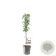 Malus d. Polka 8-10 HO 45L geveerd